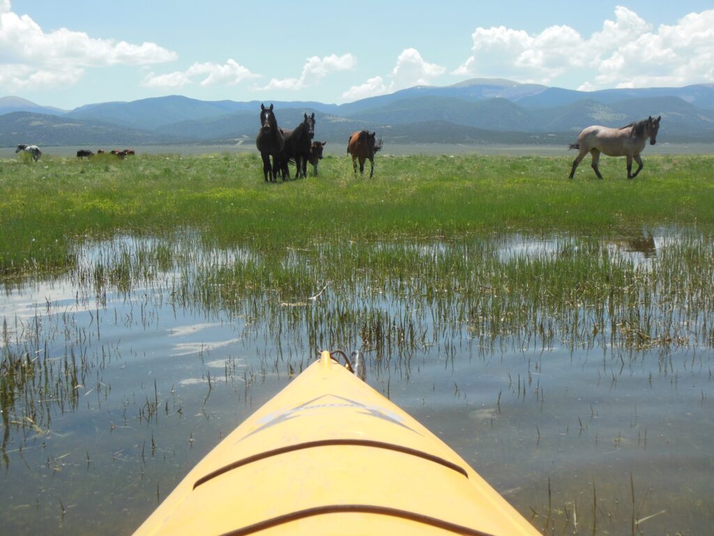 wild horses visible from the kayak or canoe wild horse mesa estates
