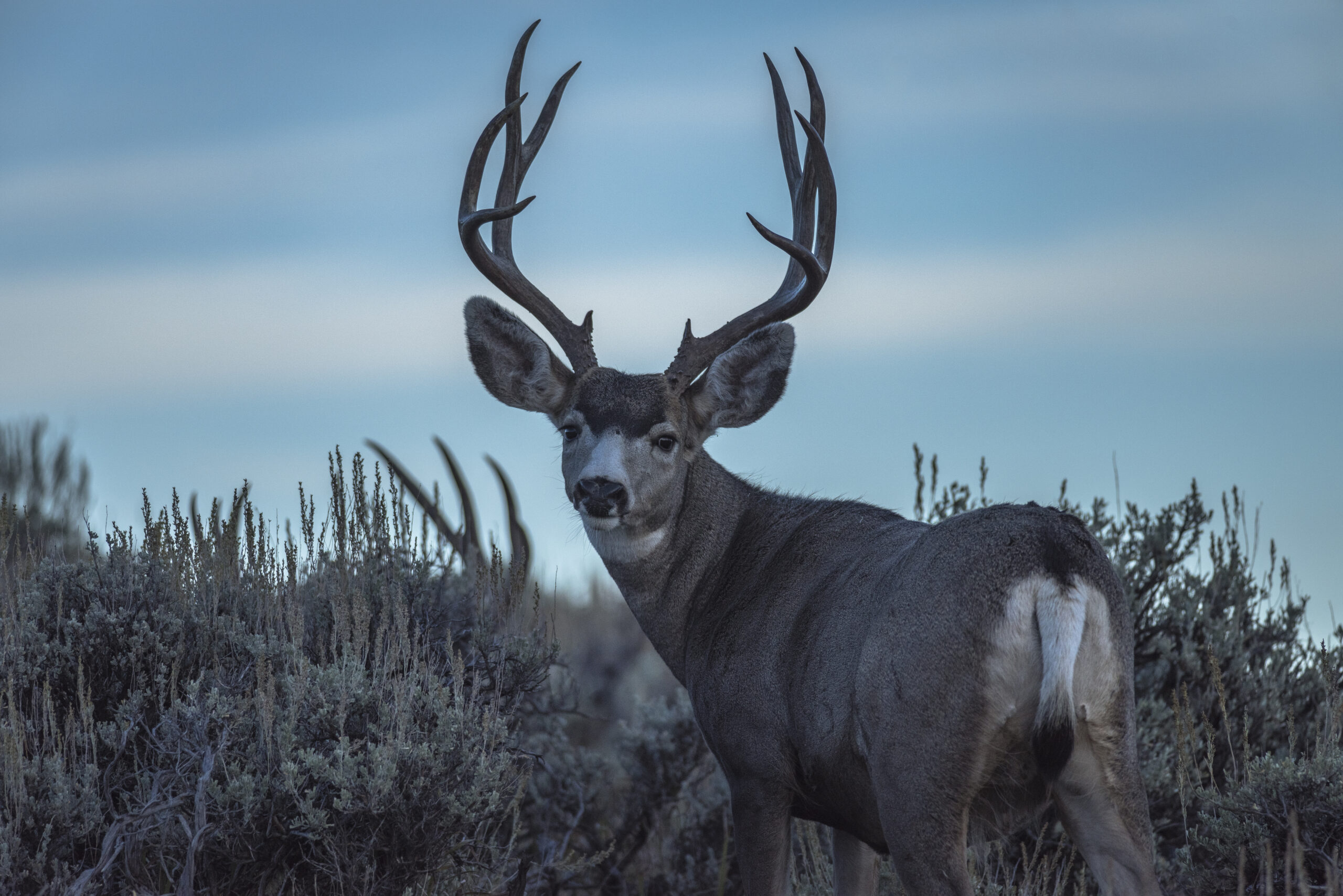 beautiful mule deer from the melby ranch estates